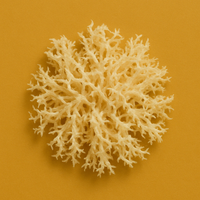 Irish Moss