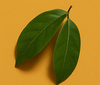 Soursop Leaves