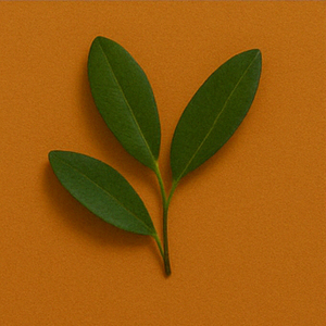 Olive (Leaf or Extract)