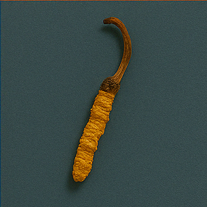 Cordyceps Mushroom