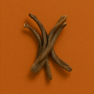 Echinacea (Purple Roots)