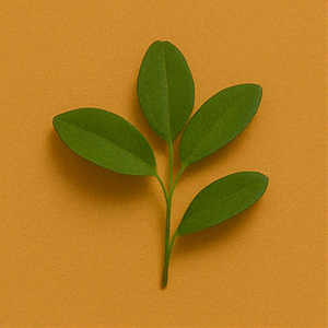 Soursop Leaves