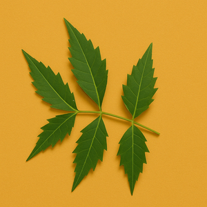Neem Tree