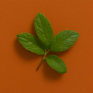 Peppermint